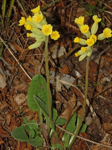 Primula vulgaris e P. veris